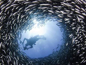 加攝影師拍海獅穿行魚(yú)群隧道掠食(組圖)